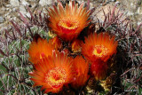 CACTUS FLOWERS