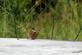 COMMON BUCKEYE