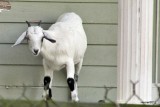 HOUSE-GOAT