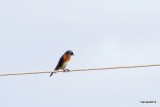 EASTERN BLUEBIRD