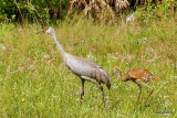 SANDHILL CRANE WHITH JUVE.