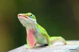 ANOLIS CAROLINIENSIS