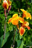 wild Iris
