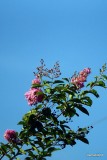 CREPE MYRTLE