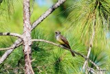 Great Crested Flycatcher