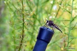 ROBBER FLY