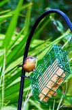 CAROLINA WREN RETURNS