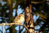 palm warbler