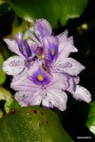 WATER HYACINTH IN BLOOM