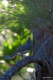 TUFTED TITMOUSE