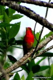 SUMMER TANAGER