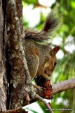 Eating pine nuts