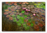 Six water lilies in a pond  72*108cm 2009 