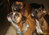 Three Boxers