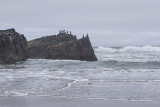 The bird rock