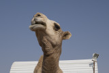 Camel portraits (3)