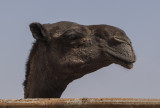 Camel portraits (6)