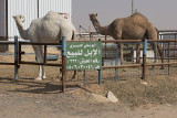 Shy camels