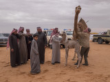 The baby camel story (7/8): Dispute