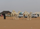 Out for a walk, and a camel conversation