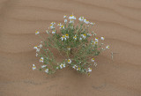 Desert flowers