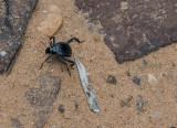 Desert resident
