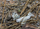 Desert butterfly