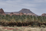 Al-Ula oasis