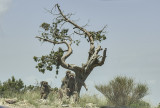 The baboons of Asir -- watchful