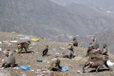 The baboons of Asir -- garbage collectors