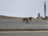 The baboons of Asir -- jaywalking