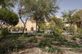 Oasis