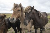 National Treasure: The Icelandic Horse