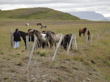 Attracting a crowd