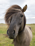 Windswept (ICELAND)