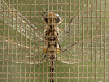 Screen door visitor (1)