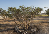 Frankincense tree