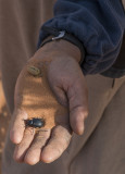 Sahara Desert, scarab beetle