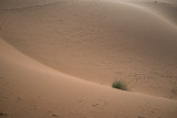 Sahara Desert, curvaceous
