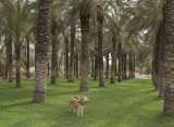 Enjoying the 'Palm Park'