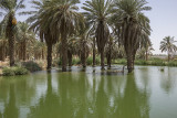 Different kind of palm grove