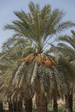 Rich harvest
