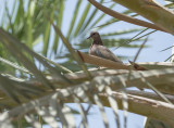 A bird!