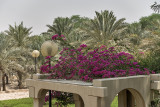 Bougainvillea roof