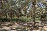 Palm shadows