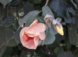 In bloom