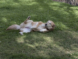 A leg up