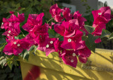 Bougainvillea and dumpster