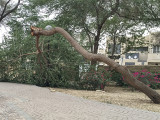 The tree that leaned too far