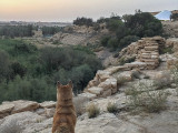 Watching the sunset